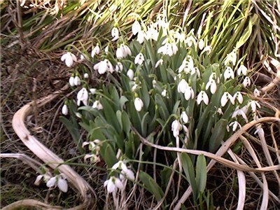 gardenblog